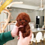 JESSICA - FEMALE (PURCHASED by ANGIE)