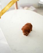 ROSIE - FEMALE (PURCHASED by NIKI) - Image 6