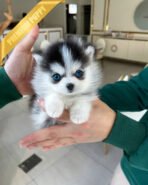 MILO - MALE (PURCHASED by AMIT)