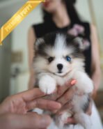 ROXY - FEMALE (PURCHAED by IGNACIO)