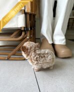 EWAN - MALE (PURCHASED by SHALMOR) - Image 6