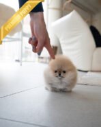 POMY - FEMALE (PURCHASED by ERIKA) - Image 3