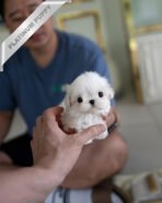 VALENTINA - FEMALE (PURCHASED by MARIANA) - Image 2