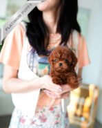 CINNAMON - FEMALE (PURCHASED by RUTHANN) - Image 2