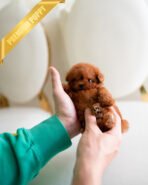 MILO - MALE (PURCHASED by MICHAEL)