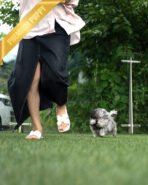 SULTAN - MALE (PURCHASED by CYNTHIA) - Image 5