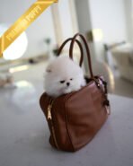 CLOUD - FEMALE (PURCHASED by CATHERINE) - Image 2