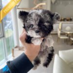 MELINA - FEMALE (PURCHASED by SHELBY)