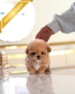 KIEL - FEMALE (PURCHASED by TINA)