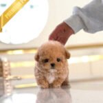 KIEL - FEMALE (PURCHASED by TINA)