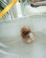 BUTTERS - FEMALE (PURCHASED by PETRINA) - Image 5