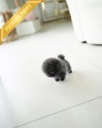 INDIGO  - MALE (PURCHASED by JENNY) - Image 7