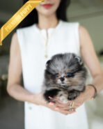 DONATELLA - FEMALE (PURCHASED by MOHAMMAD)