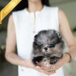 DONATELLA - FEMALE (PURCHASED by MOHAMMAD)