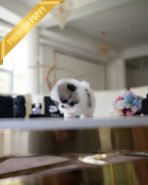 PUFFIN - FEMALE (PURCHASED by SWAN) - Image 4