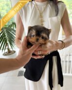 ZOEY - FEMALE (PURCHASED by ALMA) - Image 5