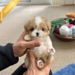 BOGART - MALE  (PURCHASED by CESAR)