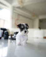 SASHA - FEMALE (PURCHASED by ANONYMITY) - Image 5