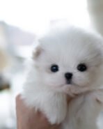 PUFF - FEMALE (PURCHASED by Lee) - Image 3