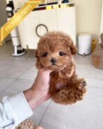 BELLA - FEMALE (PURCHASED by LAURA) - Image 2