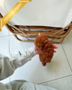 AGATHA - FEMALE (PURCHASED by SARI) - Image 5