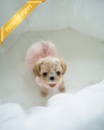 ESME - FEMALE (PURCHASED by ELSA) - Image 2