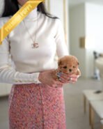 BISCUIT - MALE (PURCHASED by DUNG) - Image 2