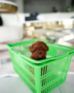 STELLA - FEMALE (PURCHASED by JESSICA) - Image 5