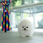 KYLE - MALE (PURCHASED by DIANA)