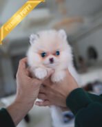 NELLIE- FEMALE (PURCHASED by PARK)