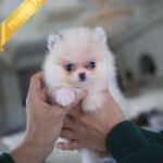 NELLIE- FEMALE (PURCHASED by PARK)