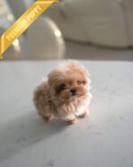 ESME - FEMALE (PURCHASED by GABI)