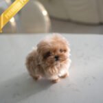 ESME - FEMALE (PURCHASED by GABI)