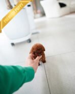 ROSIE - FEMALE (PURCHASED by GERARD) - Image 6