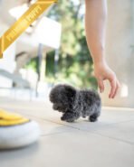 MONTY - MALE (PURCHASED by SARAH) - Image 4