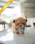 HUGO - MALE (PURCHASED by GIMENA)