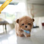 HUGO - MALE (PURCHASED by GIMENA)