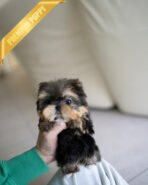 LILIANA - FEMALE (PURCHASED by JENNIFER)