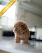 DOLLY - FEMALE (PURCHASED by ROCIO) - Image 4