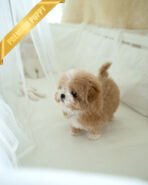 MARCO - MALE (PURCHASED by NAPAVILAI) - Image 3