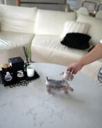 AGGIE - FEMALE (PURCHASED by TAMARA) - Image 5