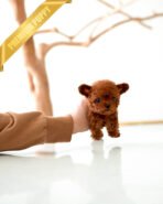 BUNNY - MALE (PURCHASED by NICHOLAS)