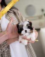 BAXTER - MALE (PURCHASED by CRISTINA) - Image 2