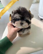 SASHA - FEMALE (PURCHASED by ANONYMOUS) - Image 3