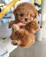 HENRI - MALE (PURCHASED by CHLOE) - Image 4