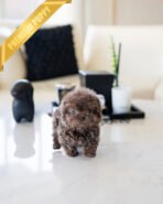 LOKI - MALE (PURCHASED by RIZZI) - Image 5