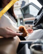 MILO - MALE (PURCHASED by LILIANA) - Image 3