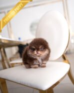 BROWNIE - MALE - Image 4