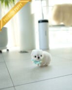 MASON - MALE (PURCHASED by EMMA) - Image 5