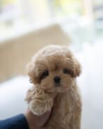 CAMILLE - FEMALE (PURCHASED by KAREN) - Image 2